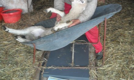 Sledge for weighing and hoof treatment