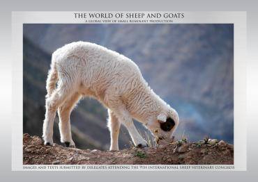 The world of sheep and goats (book)