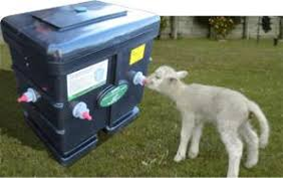 Artificial rearing of lambs