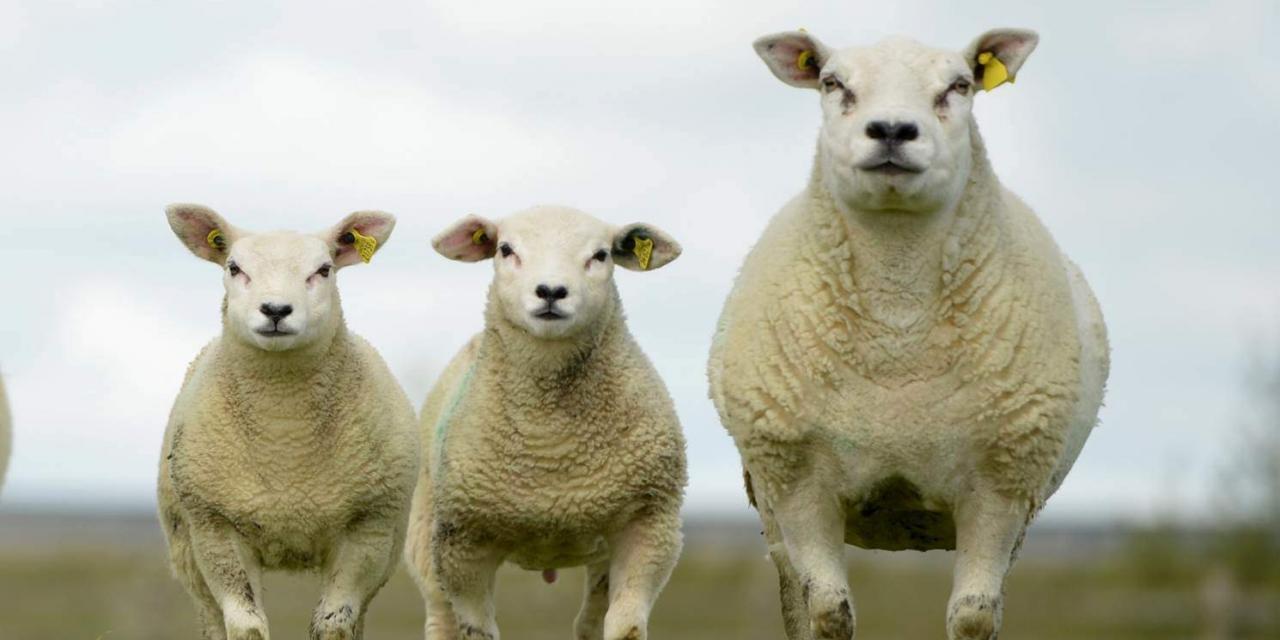 Vücut Kondisyon Skorunun Koyunlarda Verimliliğe Etkisi
