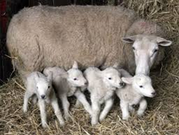 Effetto del numero di nati sulla mortalità degli agnelli