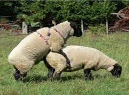 Utilisation de l’effet mâle pour raccourcir la saison d’agnelage
