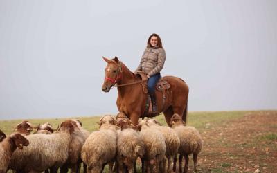 Linee guida per il pascolamento per migliorare la gestione degli agnelli