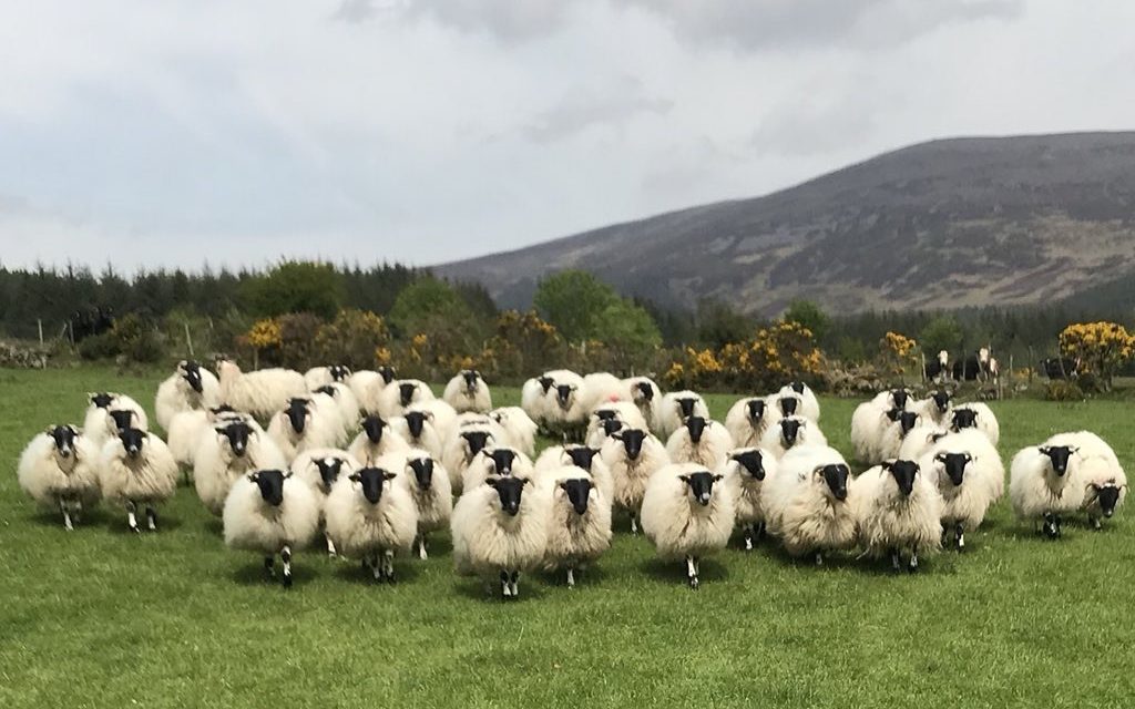 Il vigore degli agnelli migliora la loro sopravvivenza