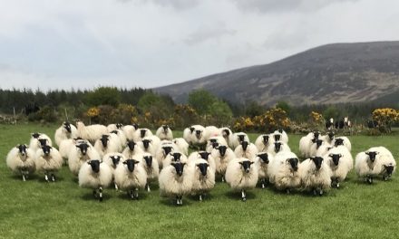 Lamb Vigor Improves Lamb Survival