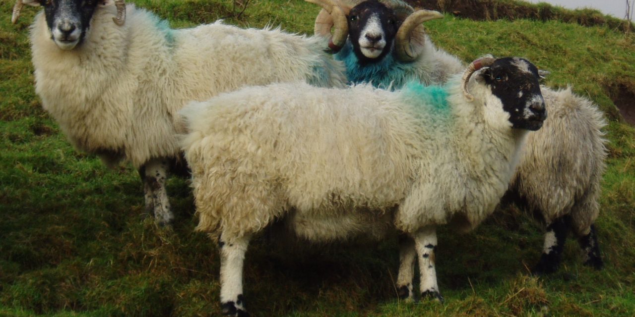 Gestione delle pecore al fine di portarle alla monta con una buona nota di stato corporeo