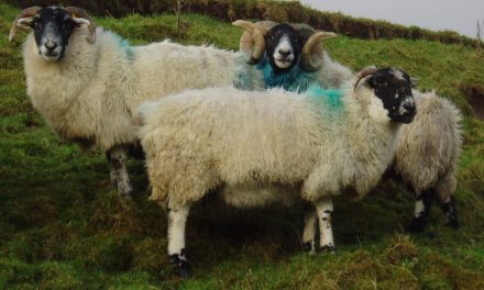Gestione delle pecore al fine di portarle alla monta con una buona nota di stato corporeo