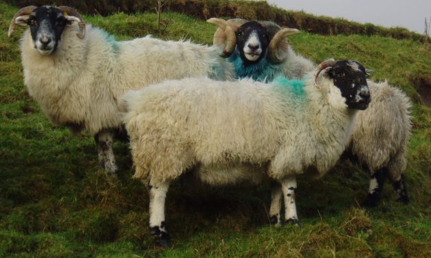 Managementul oilor pentru a obține o condiție corporală (BCS) potrivită la montă