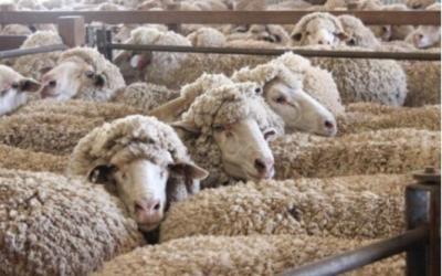 Avustralya Koyun Yetiştiriciliginden Ögrendiklerimiz