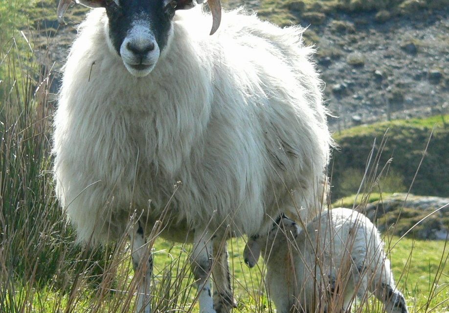 Aspetti genetici della prolificità negli ovini