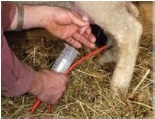 Somministrazione del colostro ad agnelli con madre succedanea o orfani