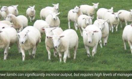 Mise à la reproduction des agnelles – effets sur la carrière
