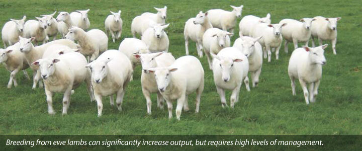 Ewe lamb reproduction