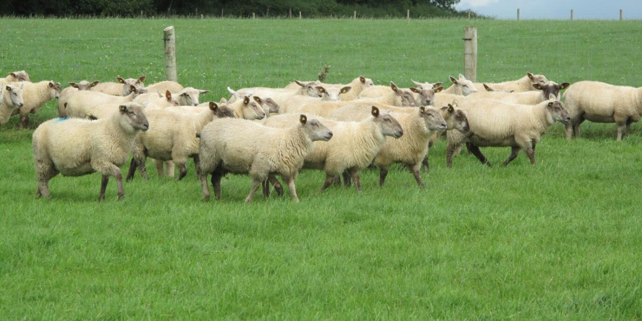 Breed differences in ewe lamb management