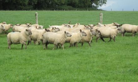 Breed differences in ewe lamb management