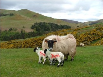Biologie du lien mère-jeune chez les ovins