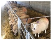 Manejo de la alimentación en ovejas gestantes