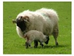 Far adottare a madri surrogate gli agnelli