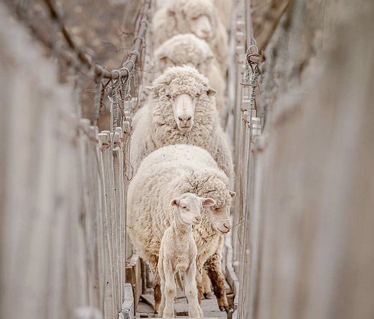 Technical note on ewe nutrition