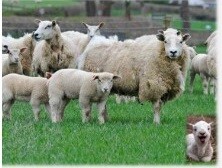 Lamb feeding and weaning