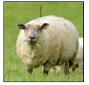 Controllo delle malattie metaboliche delle pecore in gravidanza