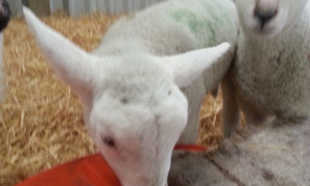 Un-weaned lambs creed feeding