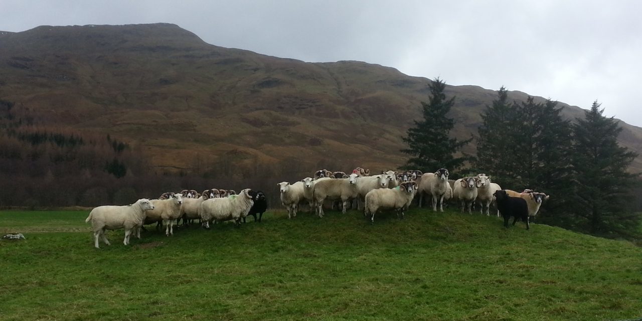 How to establish the proper ram: ewe ration in the flock