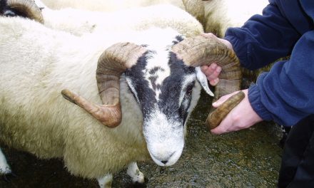 Ram management during reproduction season