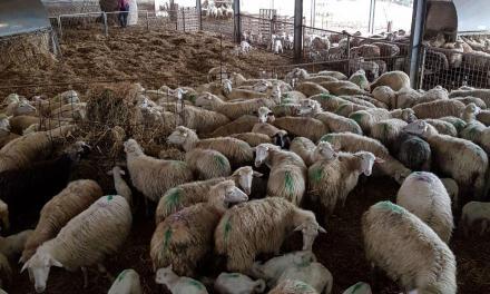 Alimentación dirigida a ovejas gestantes