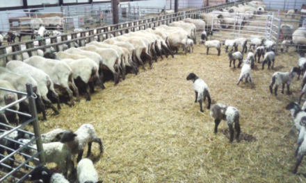 Sheep reproduction – management practices and techniques