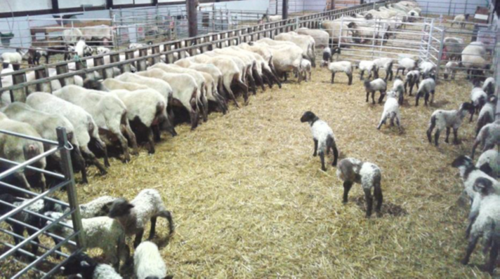 Riproduzione degli ovini: Tecniche e pratiche di allevamento