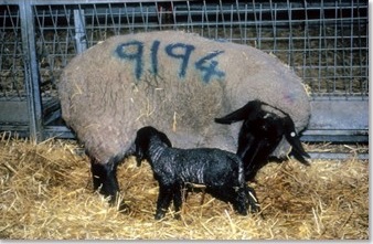 Manejo de las ovejas para comportamiento maternal