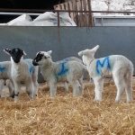 Genetics of fat and protein contents in sheep milk
