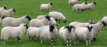 Livestock research at SRUC – factsheets