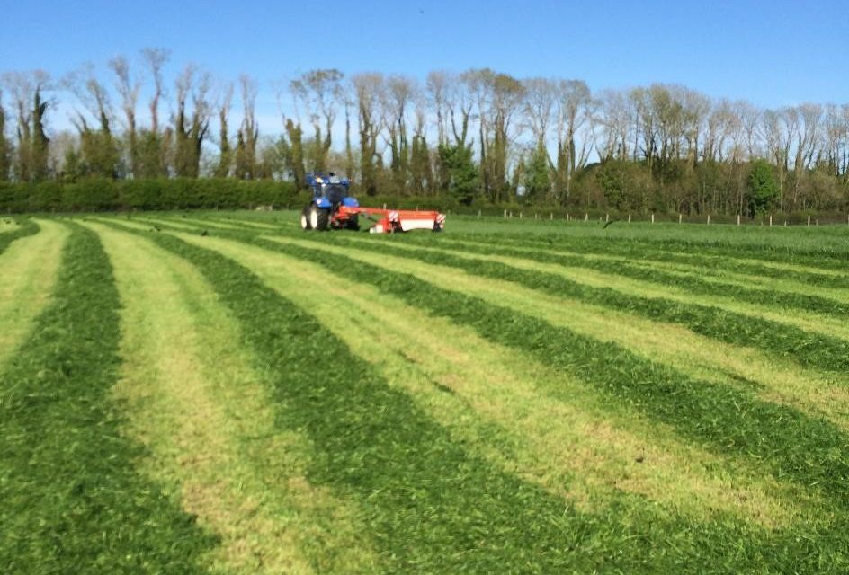 Producing high feed value silage