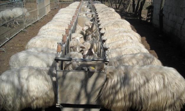 Monitoraggio dello stato corporeo delle pecore in gravidanza