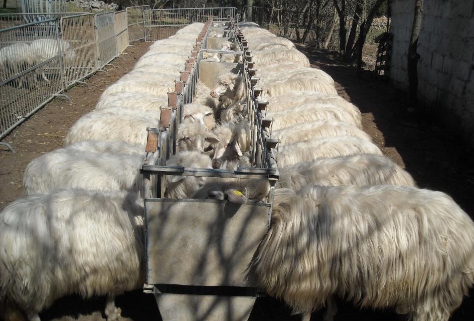 Monitoraggio dello stato corporeo delle pecore in gravidanza