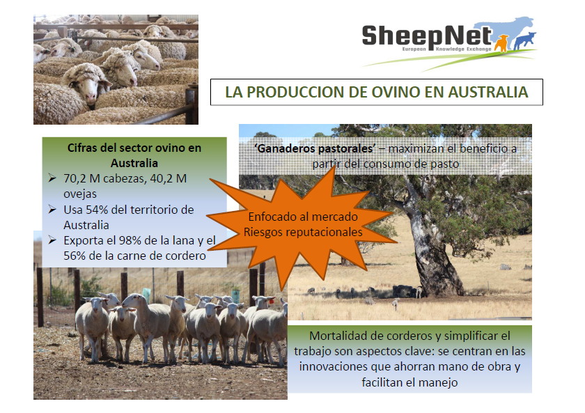 Producción de ovino en Australia 1
