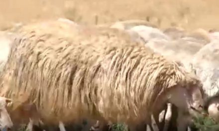 Use of unshorn rams