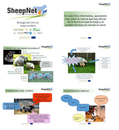 BIologia oveja-cordero 1