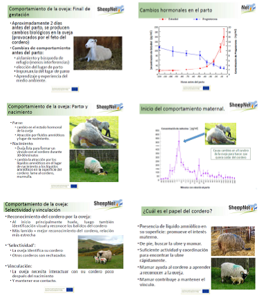 Biologia vinculo oveja-cordero