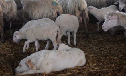 Pratiche per l’identificazione e l’affiliazione degli agnelli appena nati