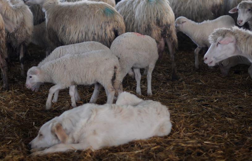 Pratiche per l’identificazione e l’affiliazione degli agnelli appena nati
