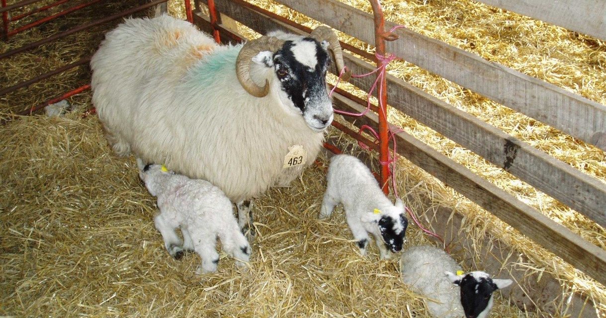 Condiciones ambientales en la cuadra para ovejas estabuladas