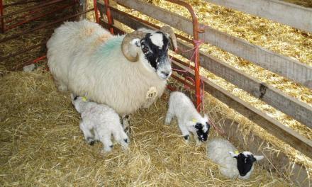 Condiciones ambientales en la cuadra para ovejas estabuladas