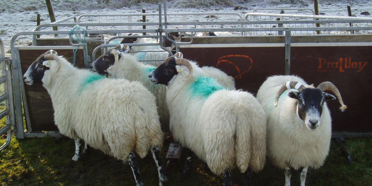 Body weight targets and reproduction outputs in dairy sheep