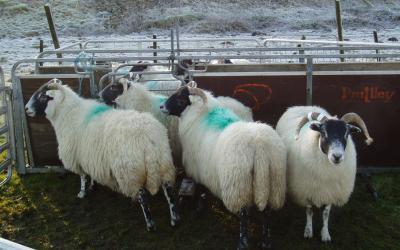 Objetivos de peso vivo y de parámetros reproductivos en ovejas