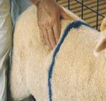 BCS como herramienta para evaluar las necesidades nutricionales de las ovejas