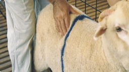 Il BCS come strumento per il fabbisogno nutrizionale delle pecore