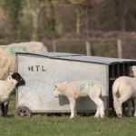 Gradual weaning protocol for lambs